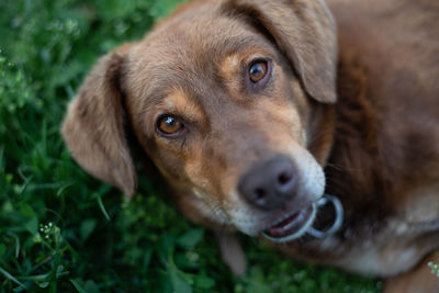 Close-up portrait of dog