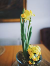 Close-up of yellow flowers on table