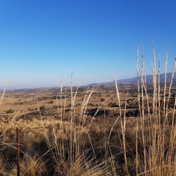 Scenic view of field against clear blue sky