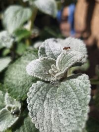 Close-up of insect on flower