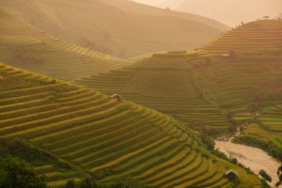 Scenic view of agricultural field