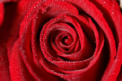 Close-up of red rose