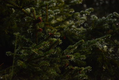 Close-up of plants against trees