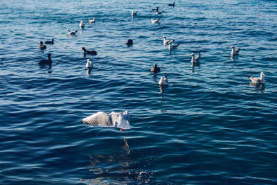 High angle view of swans swimming in sea