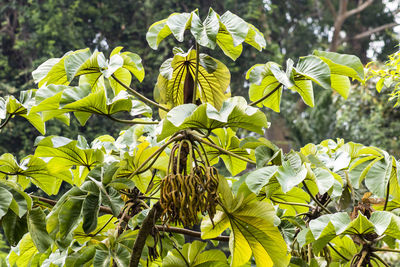 Embauba tree on atlantic rainforest in brazil