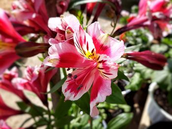 Close-up of pink flowering plant