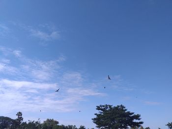 Low angle view of birds flying in sky