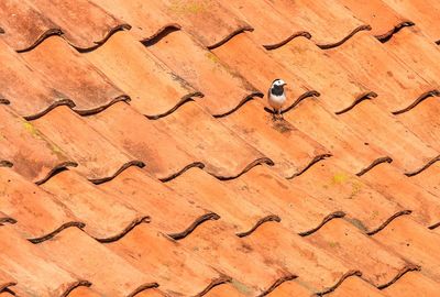 High angle view of birds on wall