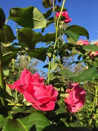 Close-up of pink rose