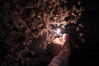 Close-up of hand holding flower at night