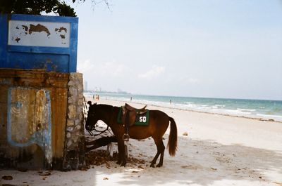 Horse in the beach