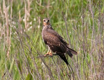 Bird perching on a field