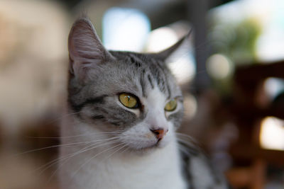 Close-up portrait of a cat