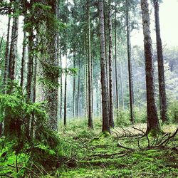 Trees in forest