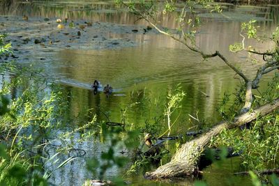 Reflection of trees in lake