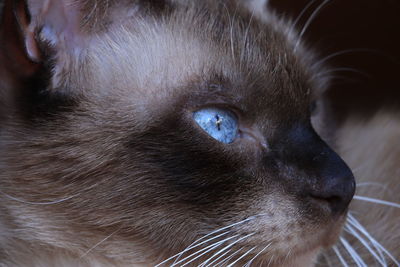 Close-up of a cat looking away