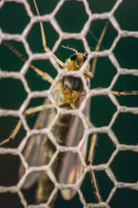 Close-up of insect on chainlink fence