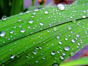 Close-up of water drops on leaf