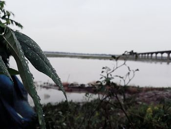 Close-up of wet plant against sky