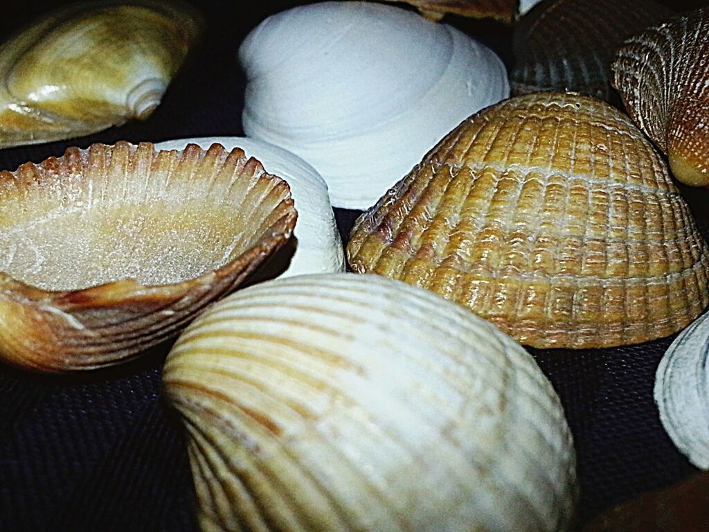 indoors, still life, close-up, large group of objects, abundance, pattern, variation, full frame, stack, arrangement, backgrounds, table, high angle view, no people, animal shell, seashell, order, choice, group of objects, repetition