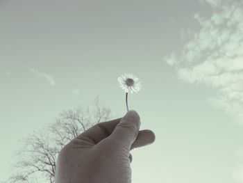 Close-up of cropped hand holding dandelion