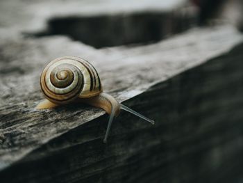 Close-up of snail