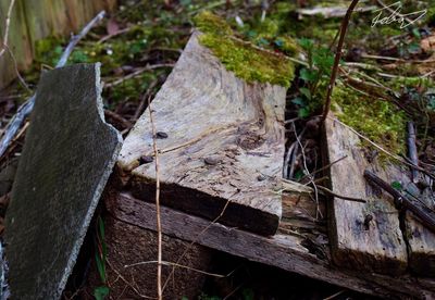 Close-up of tree stump