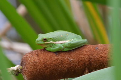 Close-up of green frog on cattails 