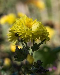 Close-up of yellow flowering plant