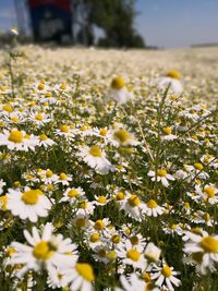 Close-up of yellow flowering plant on field