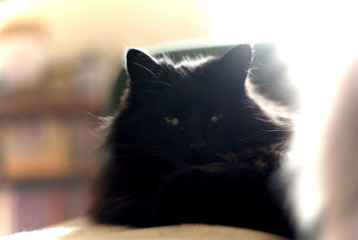 Close-up portrait of cat sitting