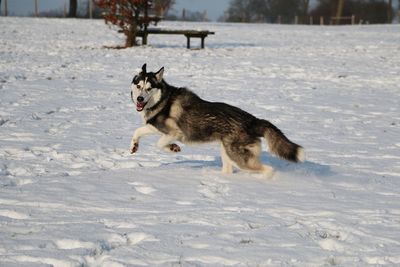 Dog running in snow