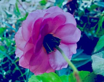 Close-up of pink rose flower