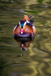 Ducks swimming in water