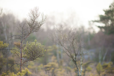 Trees growing against sky