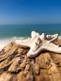 Close-up of wood on beach against sky