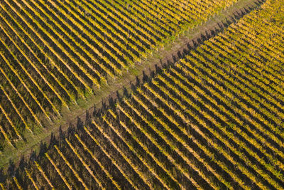 Top view of a vineyard at autumn. aerial drone shot