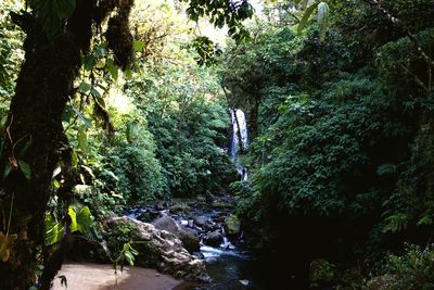 Scenic view of waterfall in forest