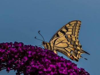 Butterfly pollinating flower