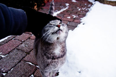 Close-up of dog on snow