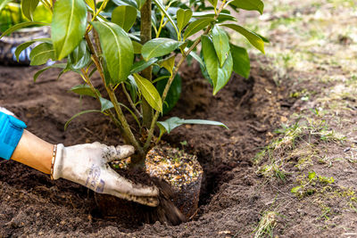 Cropped hand of person planting plant