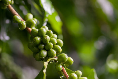 Close-up of berries growing on plant