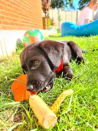 Dog on field