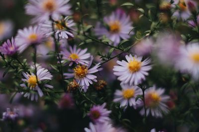 Close-up of flowering plants on field