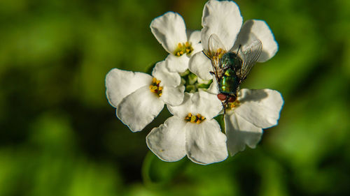 Close-up of insect on white flower