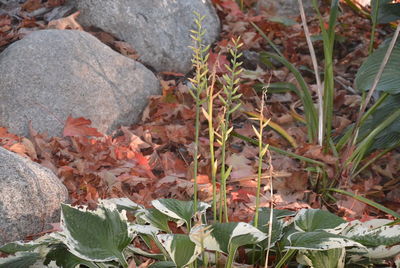 High angle view of dry leaves on plant during autumn