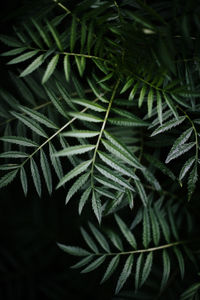 Close-up of fern leaves