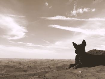 Close-up of dog against cloudy sky