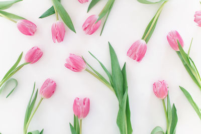 High angle view of pink tulips