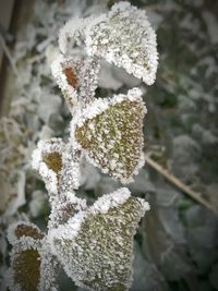 Close-up of snow